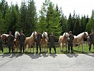 In Reih und Glied angetreten, warten die Haflinger auf ihre Taufe.