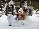 Haflinger