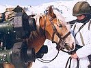 ...und Haflinger-Tragtieren zur Versorgung im Gebirge. (Bild öffnet sich in einem neuen Fenster)