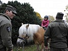 Die Haflinger des Bundesheeres zogen die Besucher an. (Bild öffnet sich in einem neuen Fenster)
