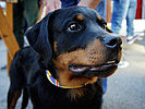 Rottweilerwelpe aus Kaisersteinbruch. (Bild öffnet sich in einem neuen Fenster)