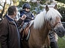 Haflinger in Graz begeistern die jungen Besucher. (Bild öffnet sich in einem neuen Fenster)