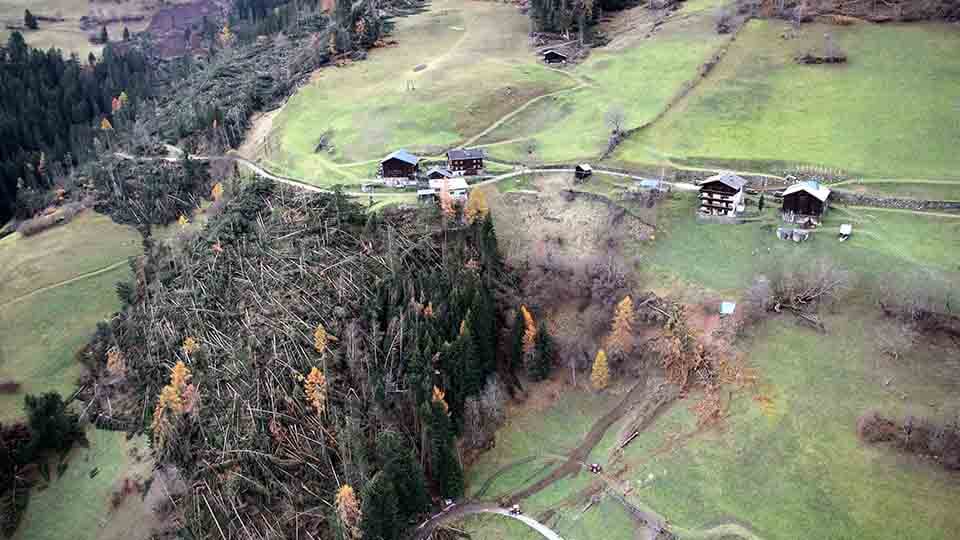 Waldgebiet Umgestürzter Baum durch Unwetter